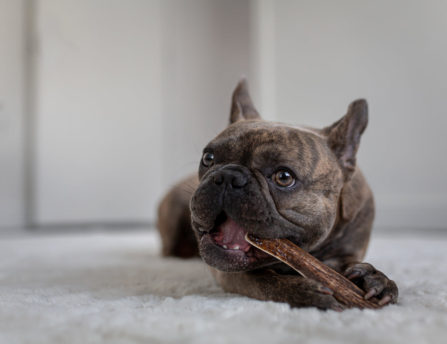 Small Elk Antler Chew (Under 25lb)
