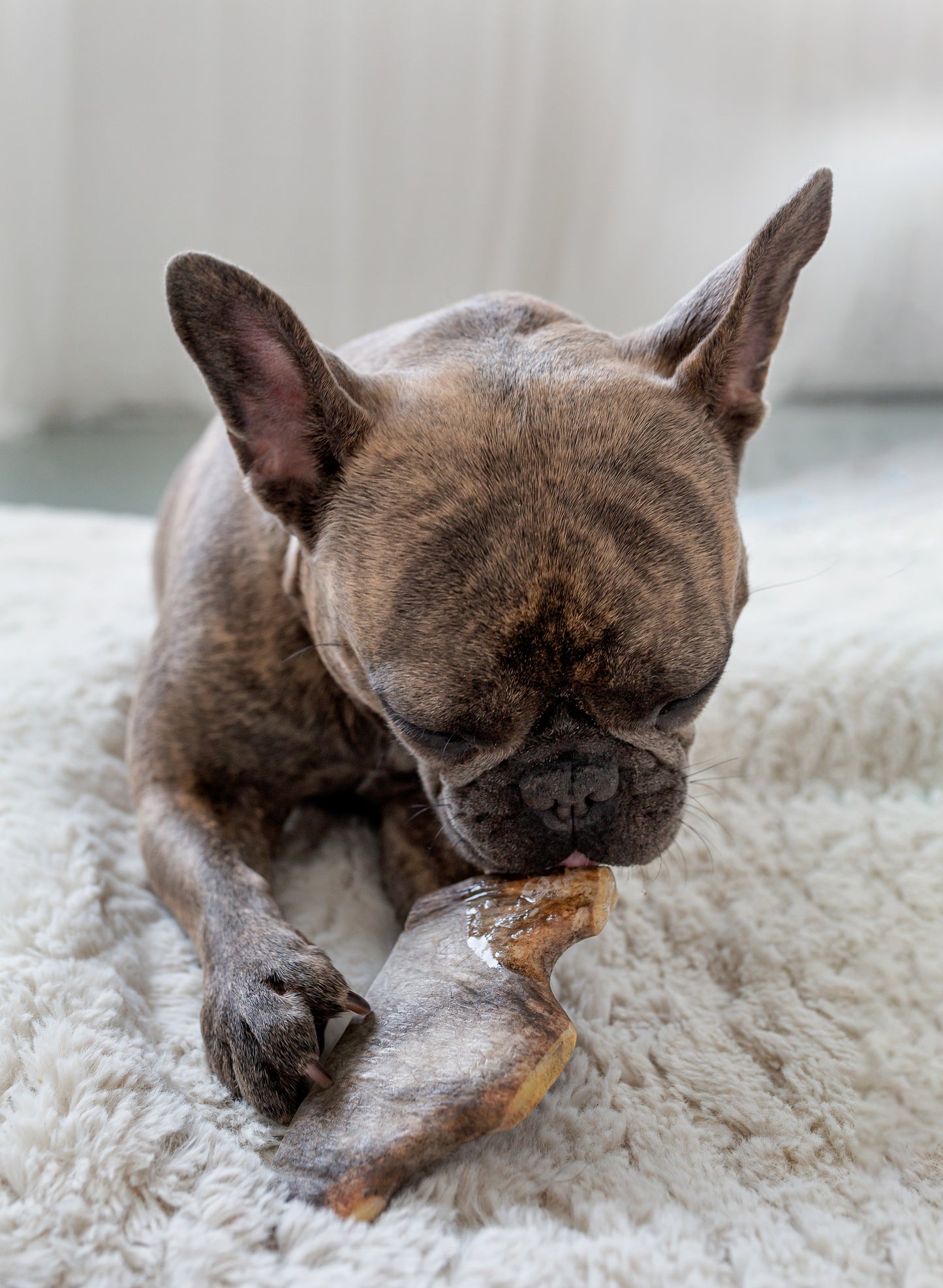 Small Moose Antler Chew (Under 25lb)