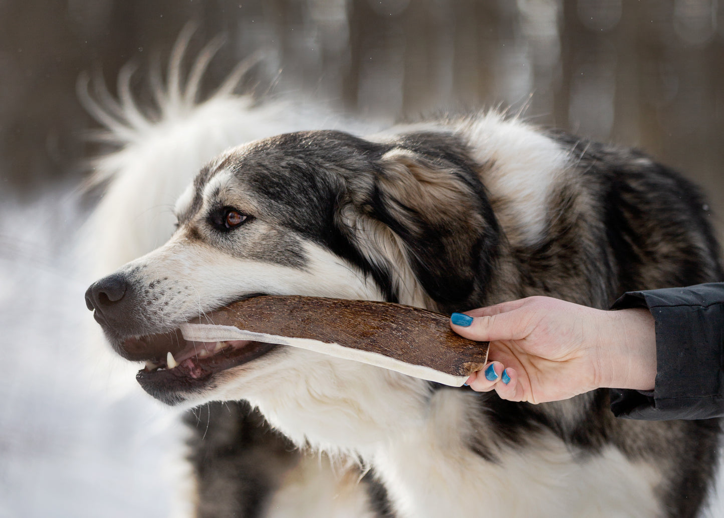 (WHS) XL Moose Antler Chew