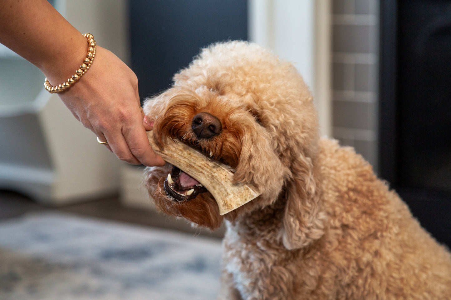Small WHOLE Elk Antler Chew (Under 25lb)
