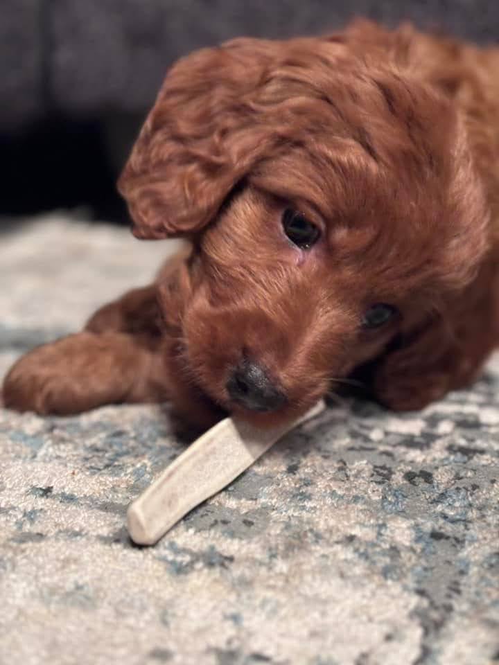 Puppy Pack (Under 15lb)