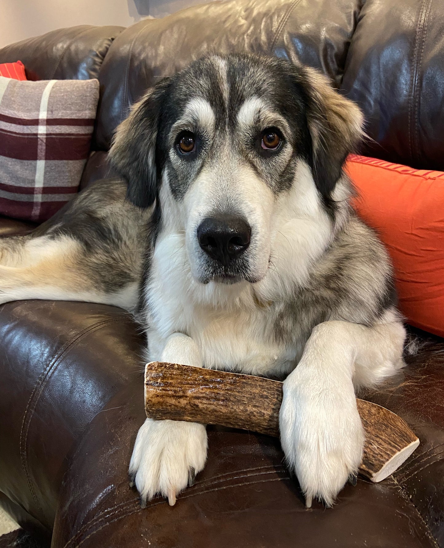 XL Elk Antler Chews (Over 85lb)