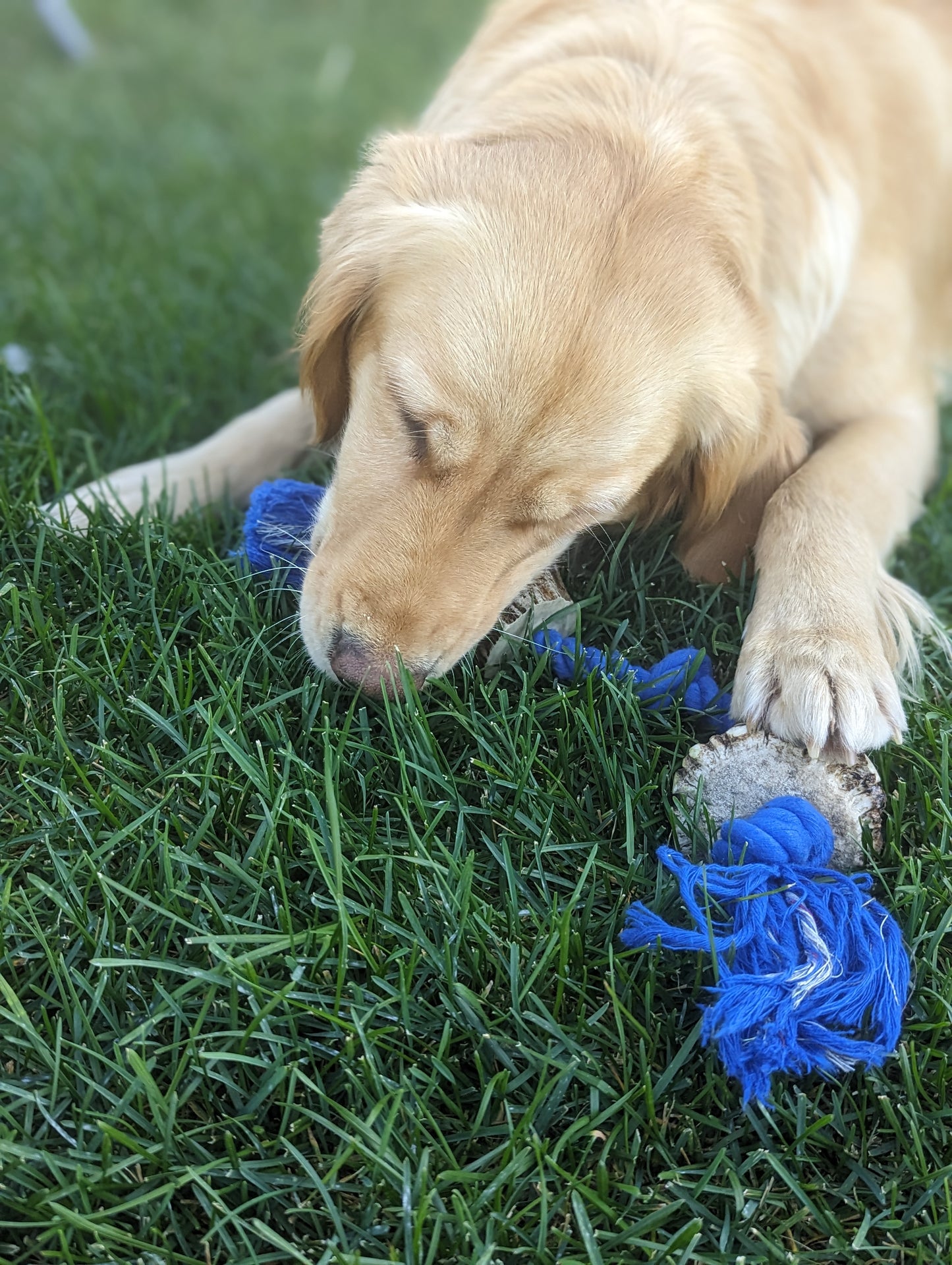 Antler Tug