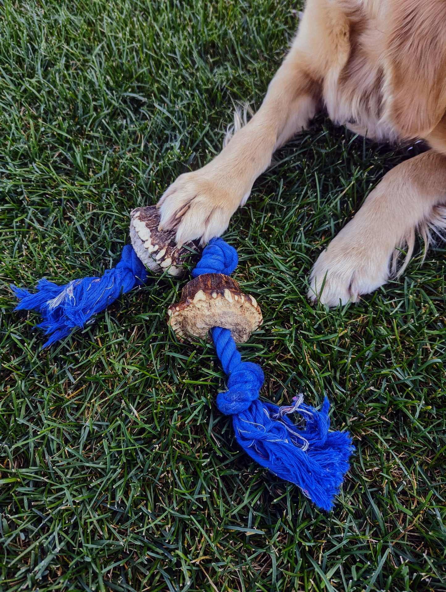 Antler Tug