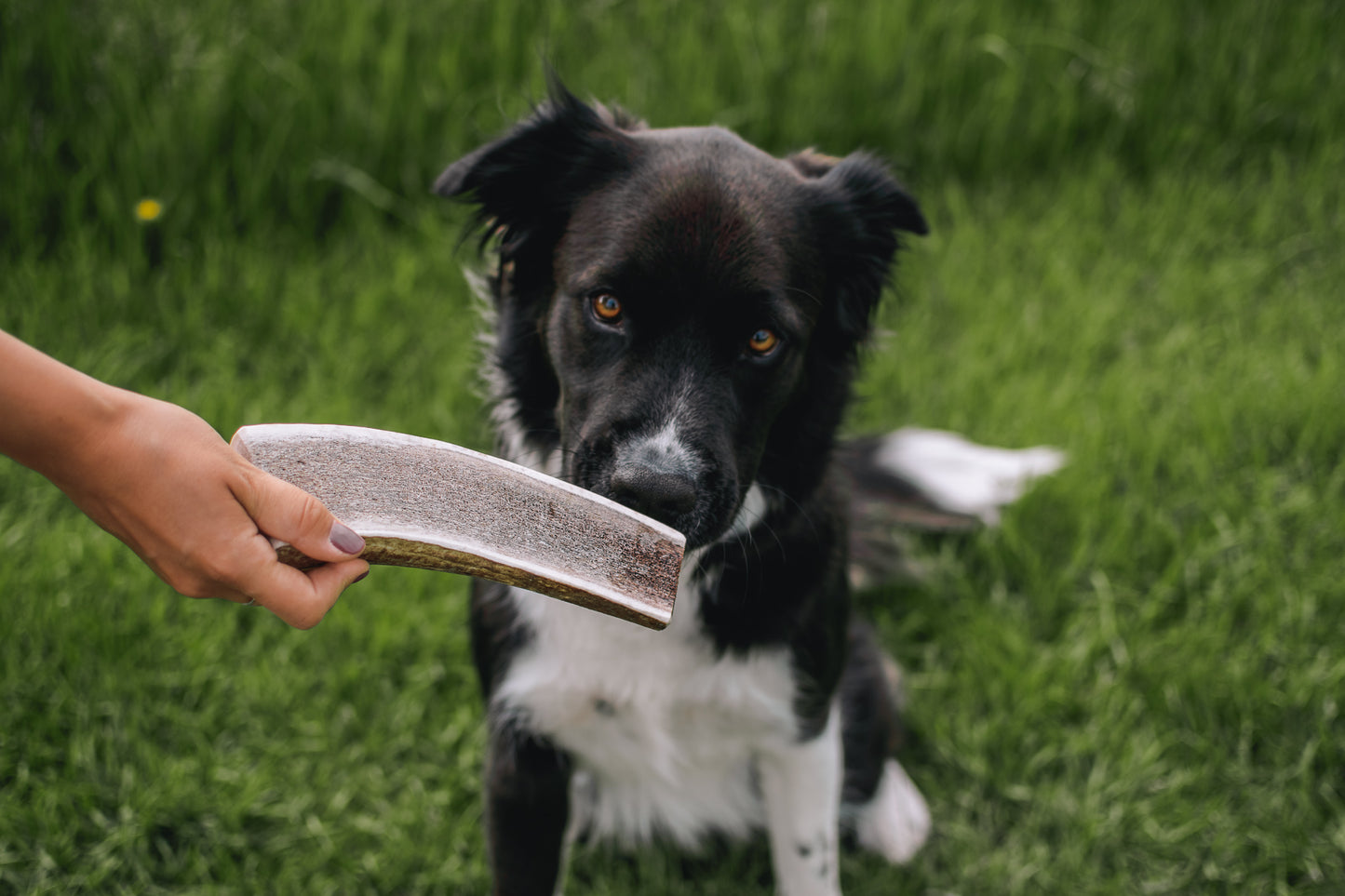 Large Elk Antler Chew (Under 80lb)