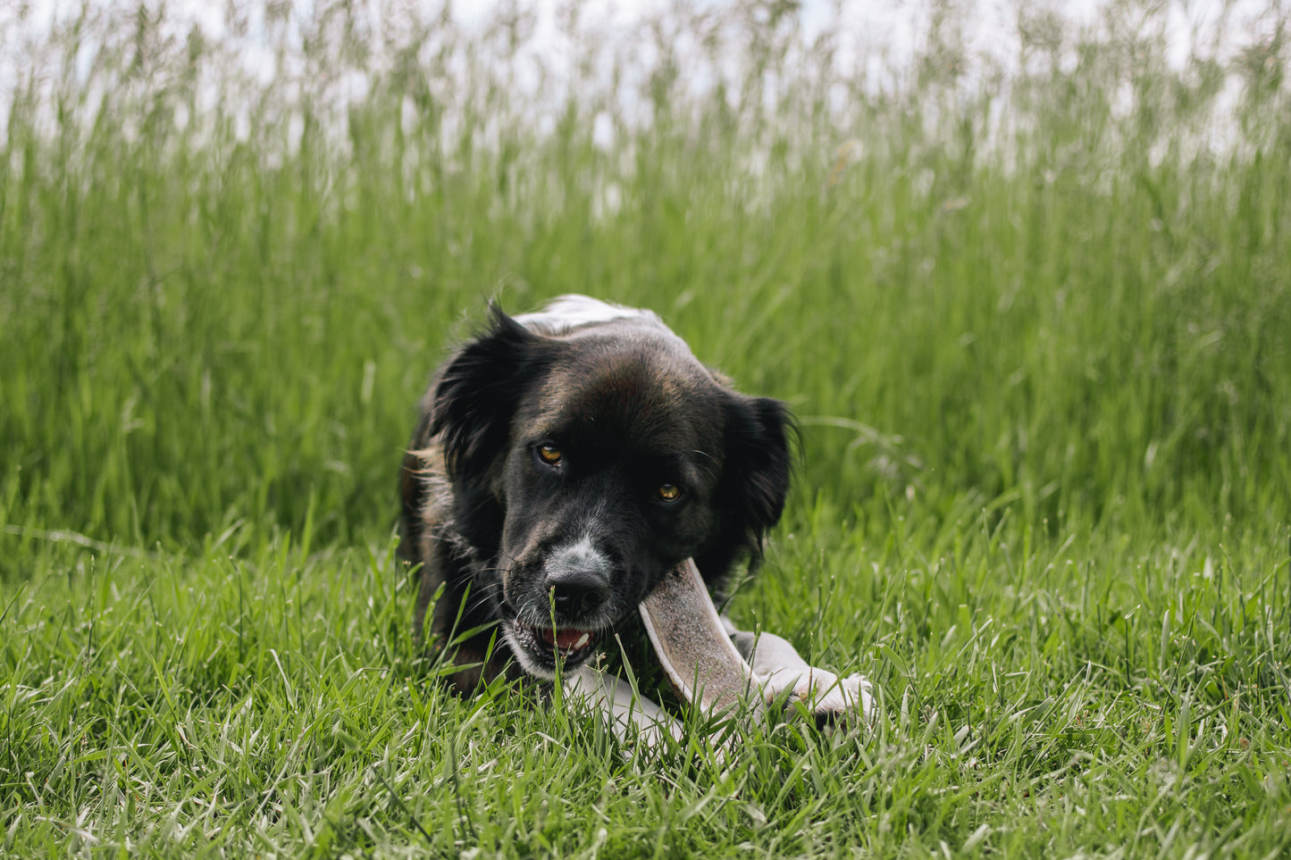Large Elk Antler Chew (Under 80lb)