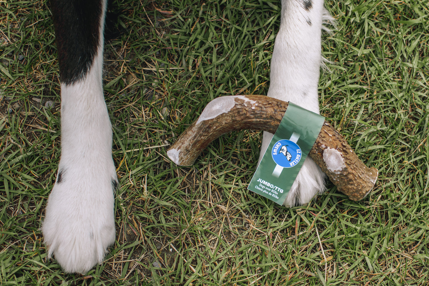 Jumbo Deer Antler Chew (Over 85lb)