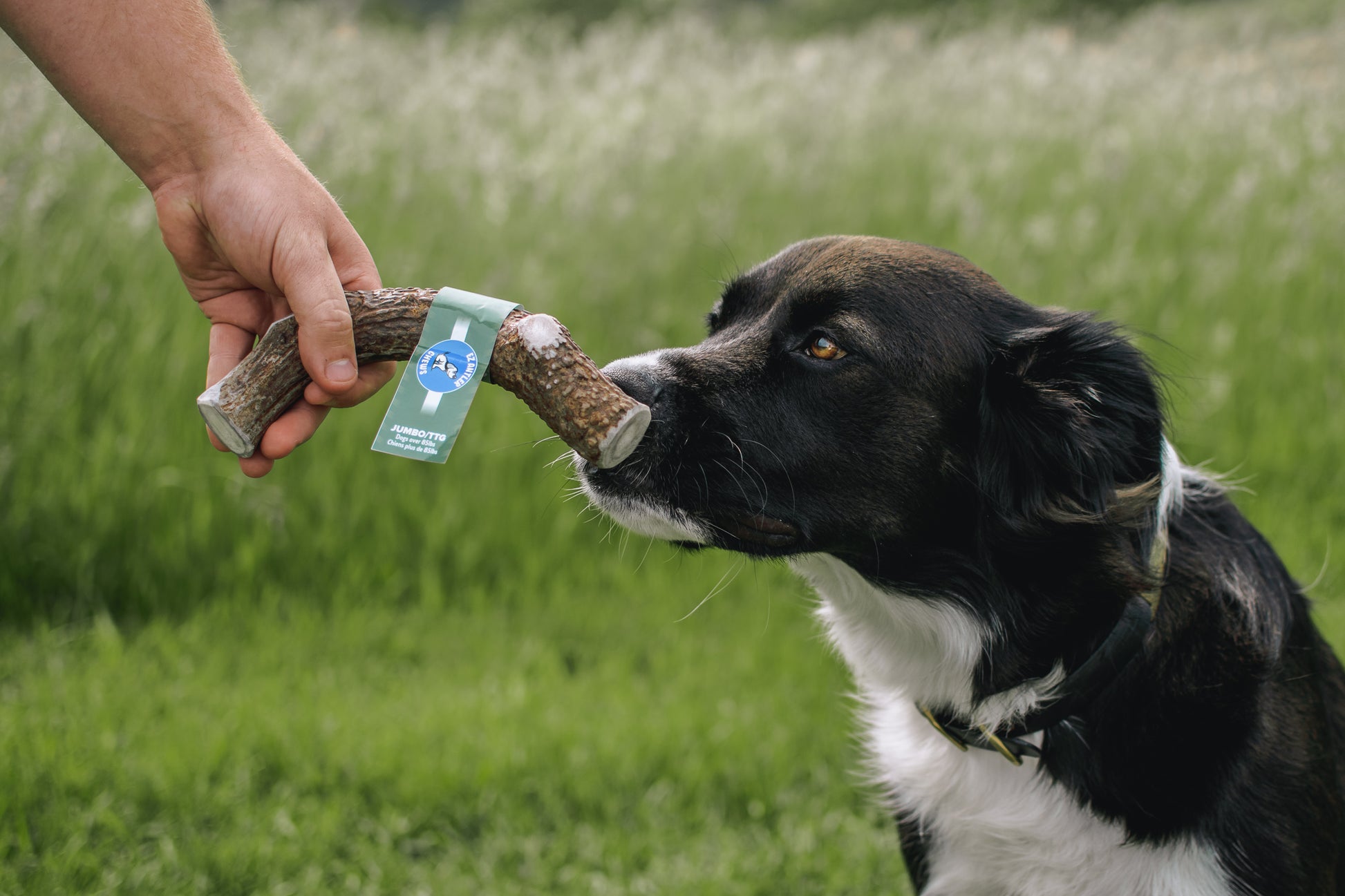 Dog Chewing On Deer Antler