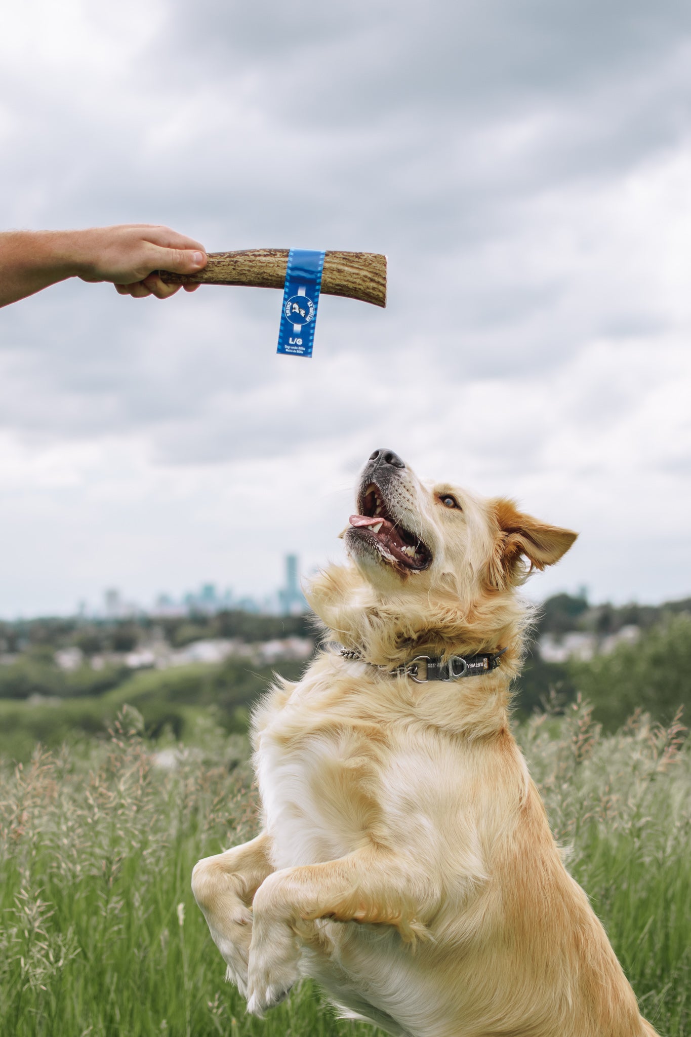 Large Elk Antler Chew (Under 80lb)