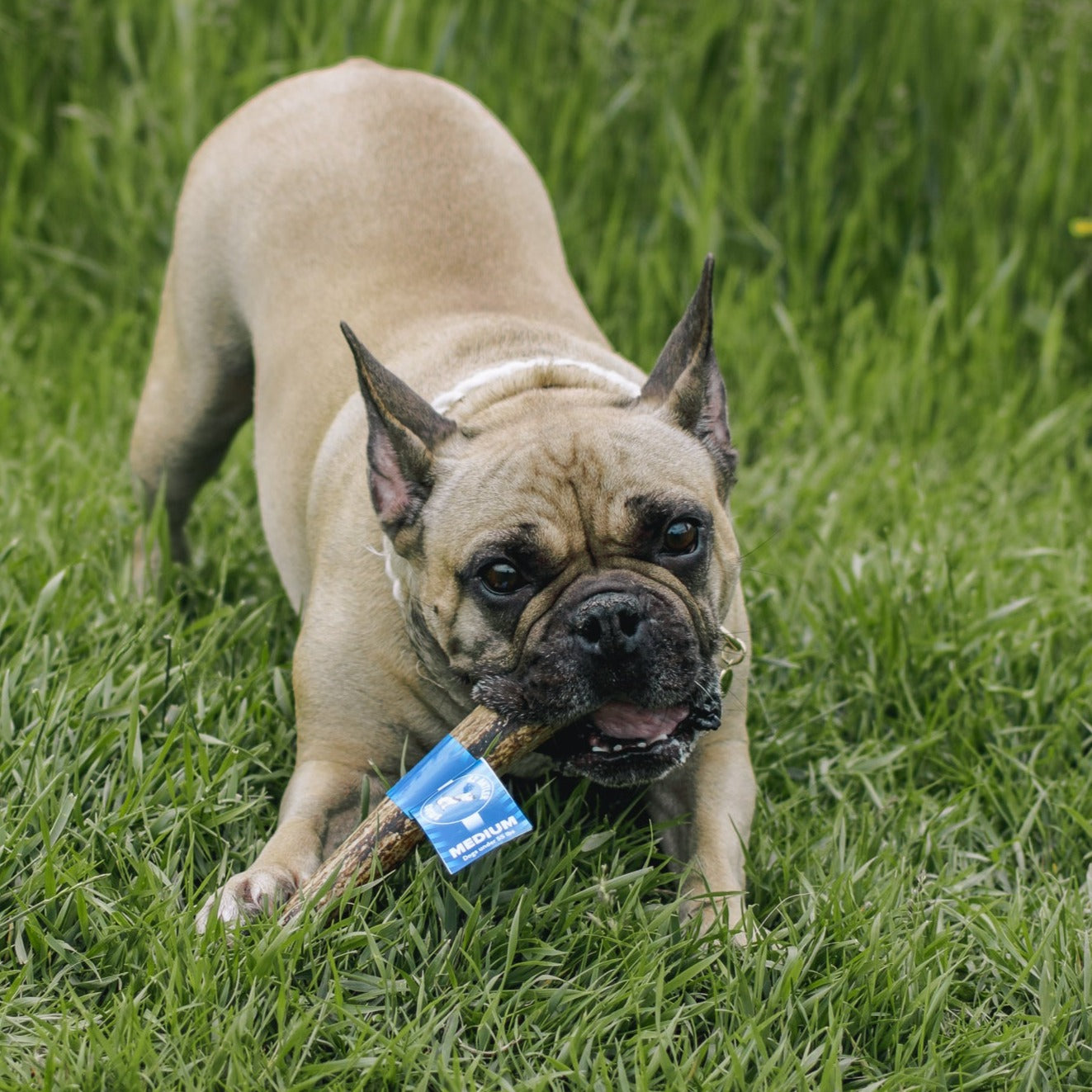 Medium WHOLE Elk Antler Chew (Under 55lb)