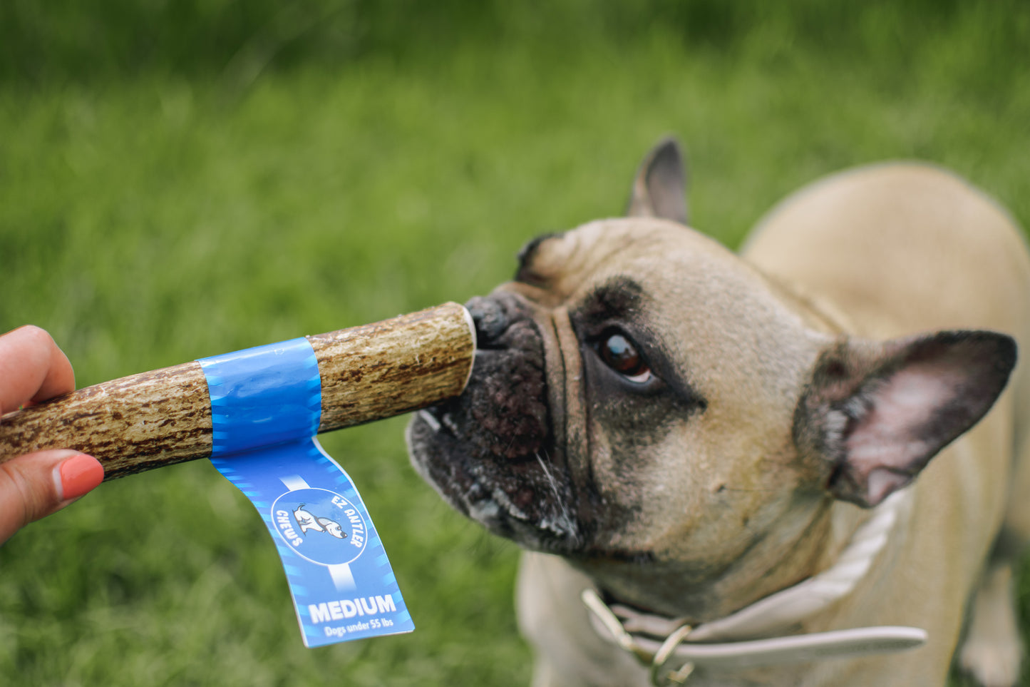 Medium Elk Antler Chew (Under 55lb)