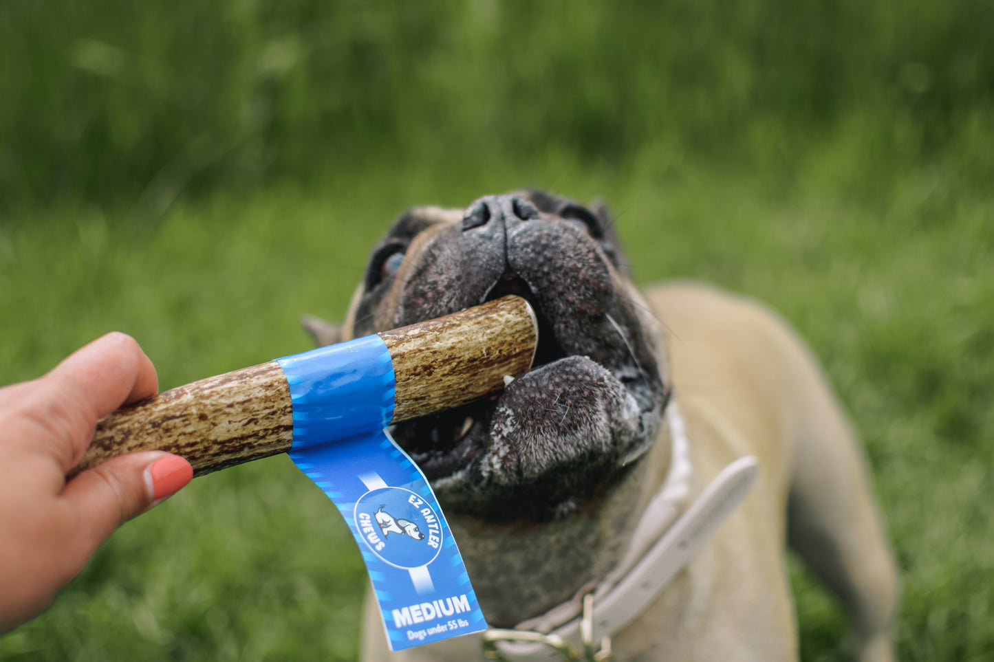 Medium Elk Antler Chew (Under 55lb)