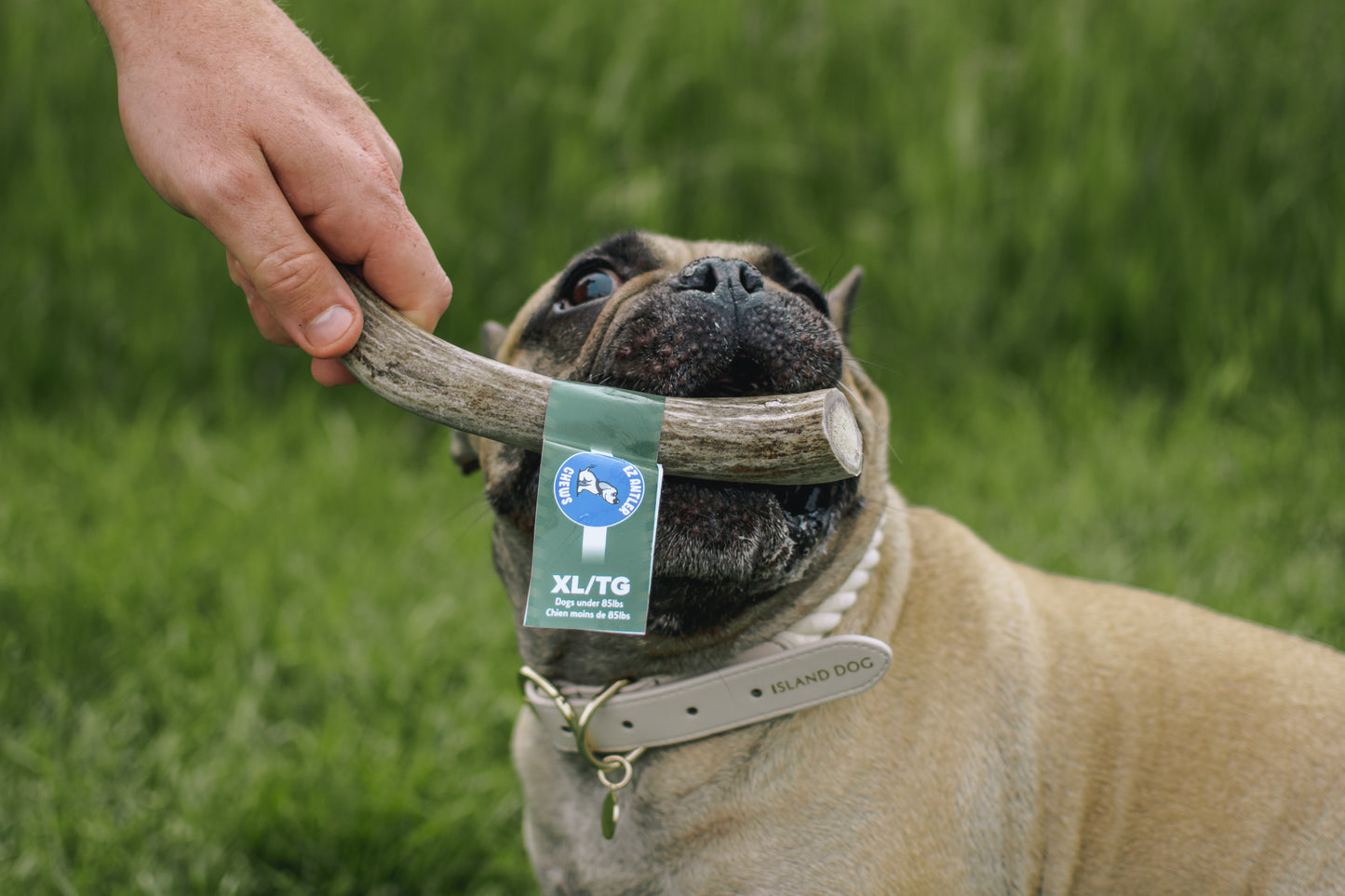 (WHS) XL Deer Antler Chews