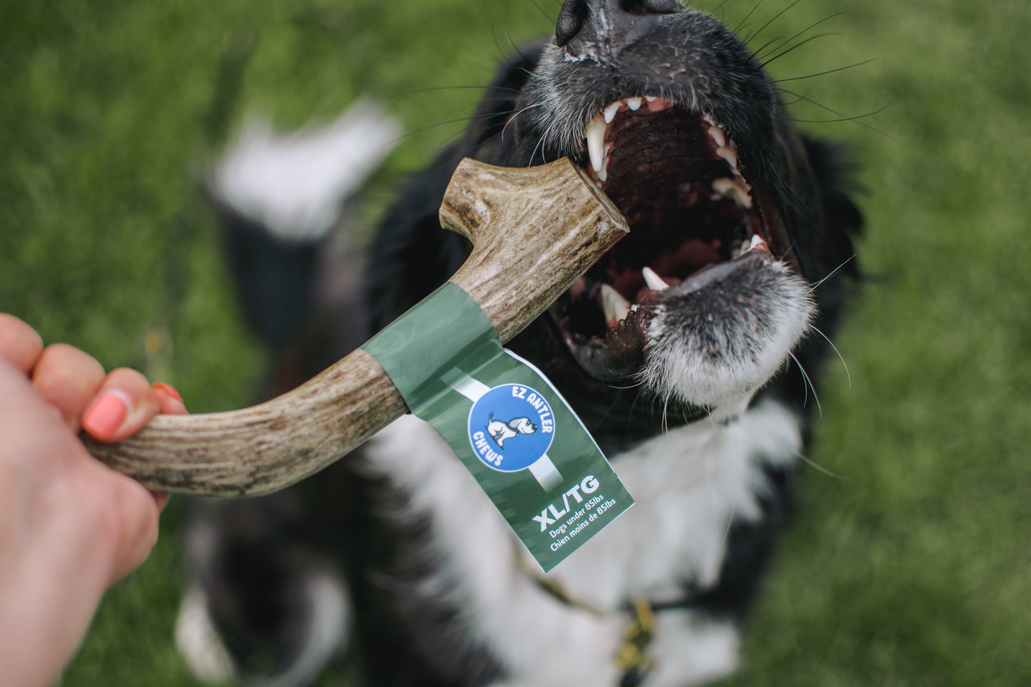XL Deer Antler Chews (Under 85lb)