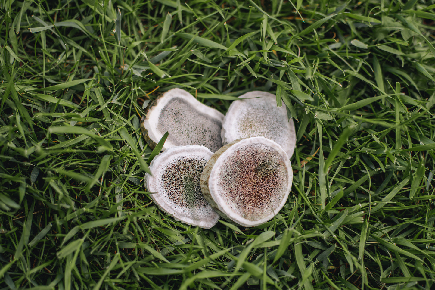 Medallions (Under 15lb)