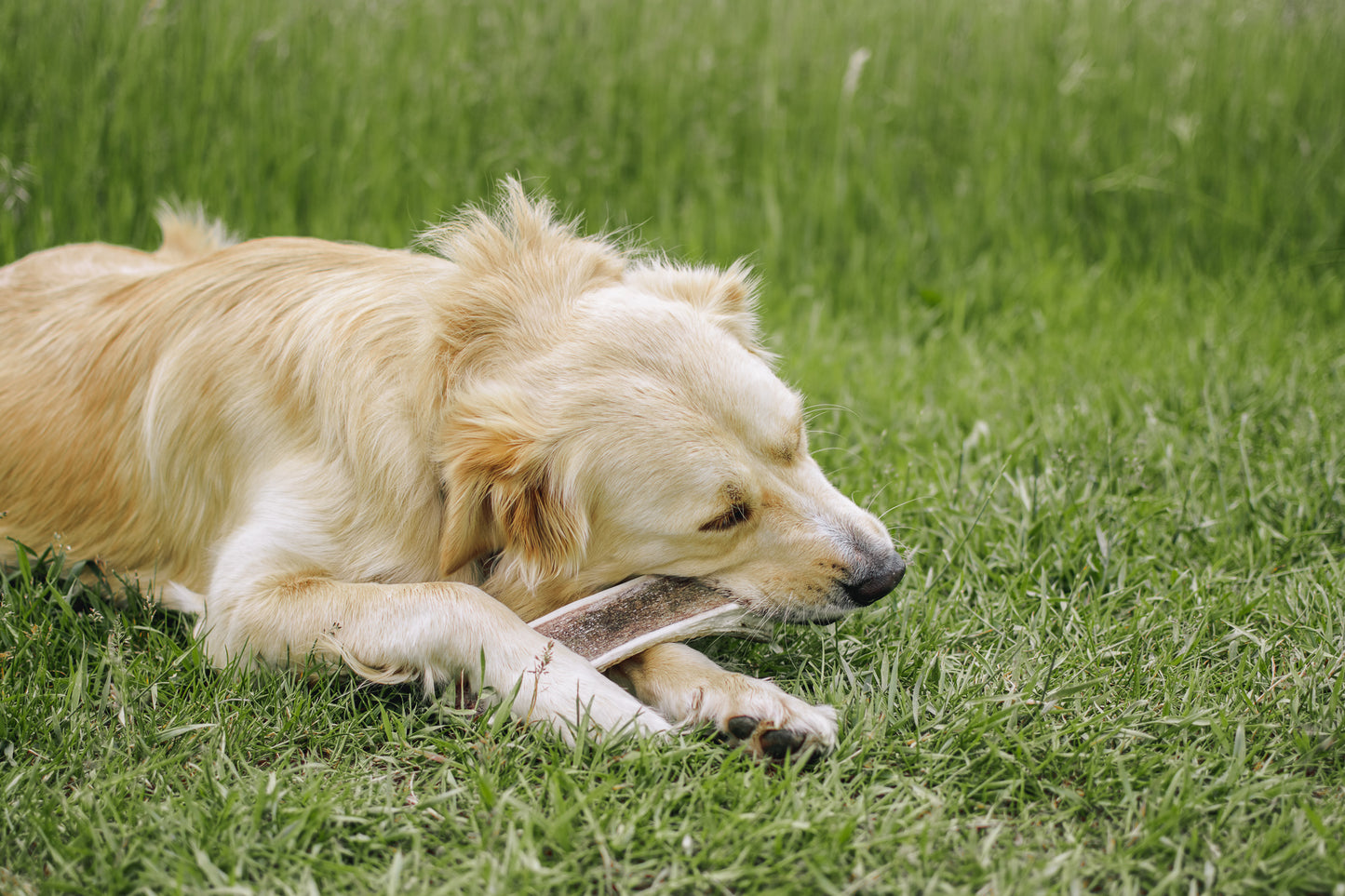 Large SPLIT Elk Antler Chew (Under 80lb)