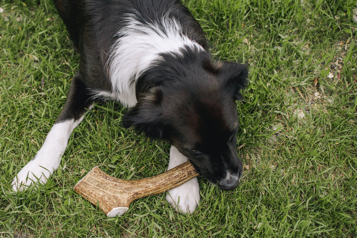 Large Deer Antler Chew (Under 55lb)