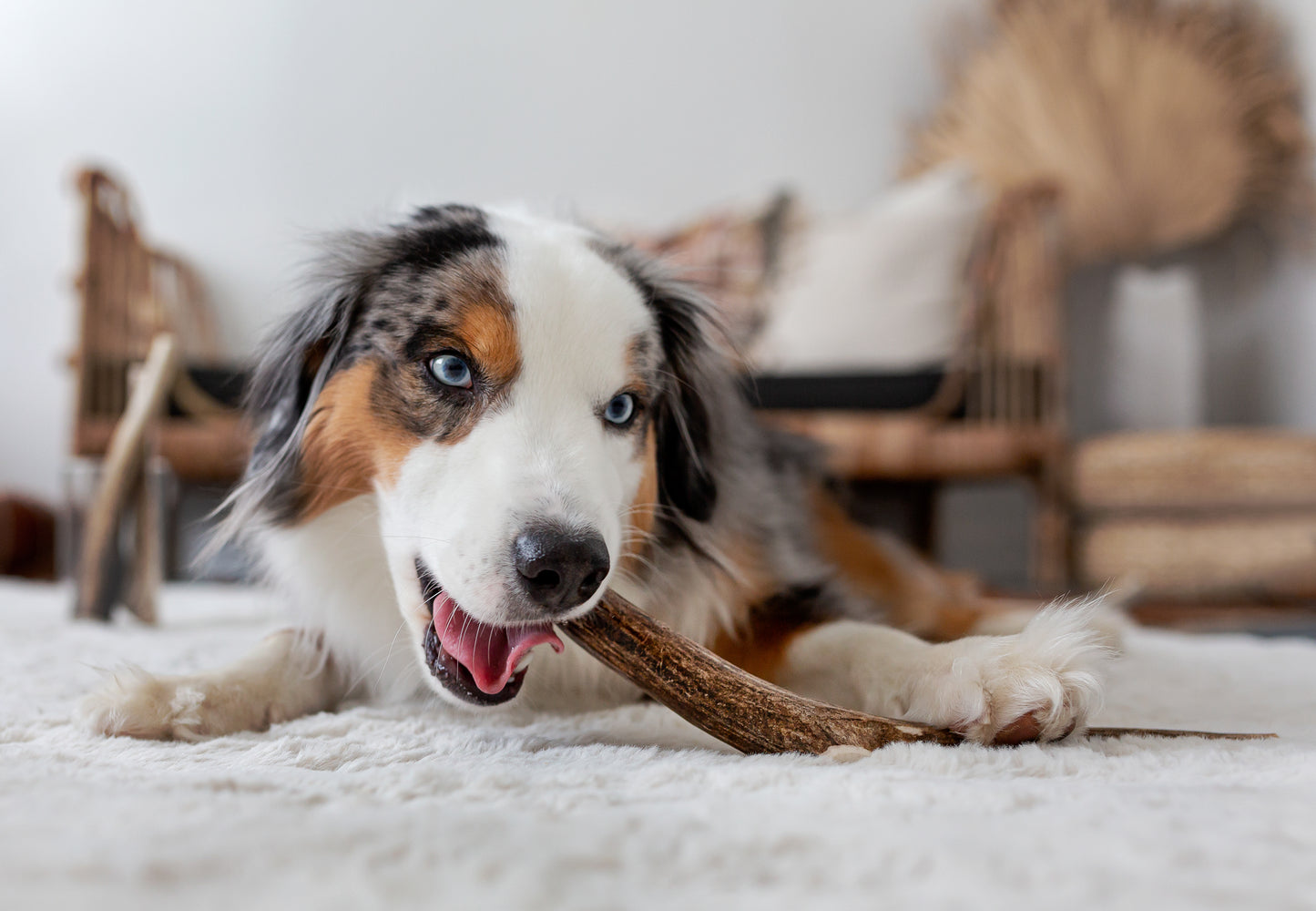 Medium Deer Antler Chew (Under 25lb)