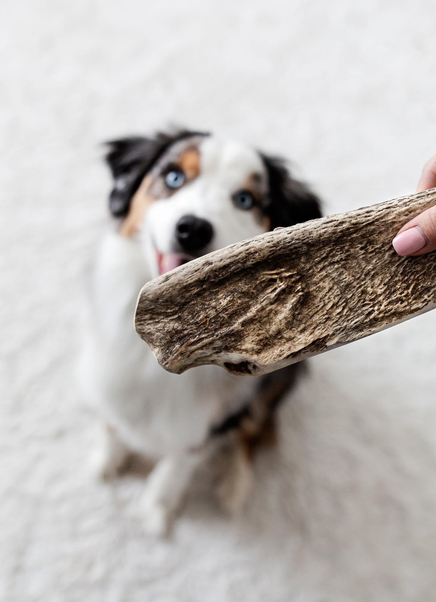 Medium Moose Antler Chew (Under 55lb)