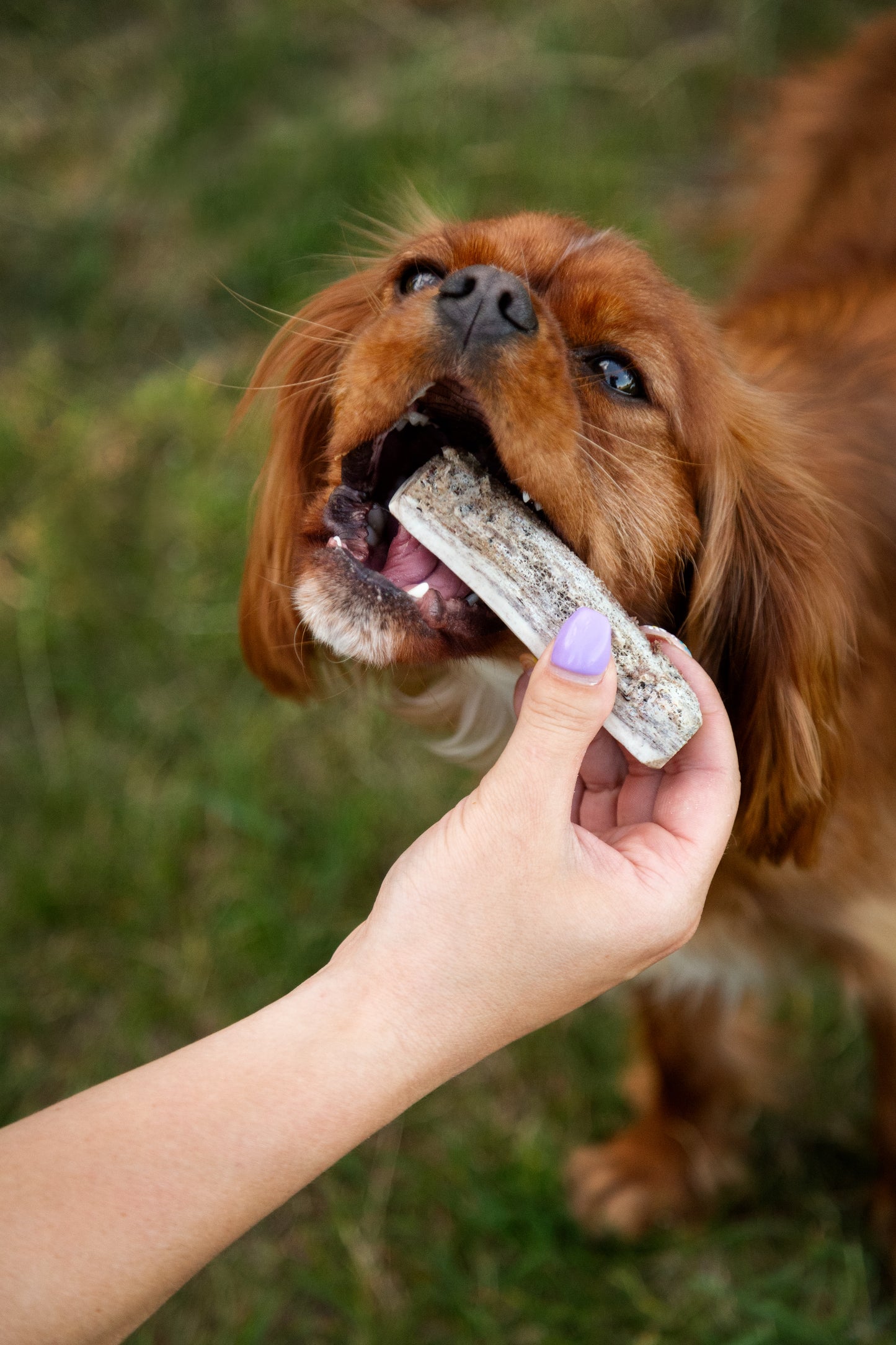 Medium SPLIT Elk Antler Chew (Under 55lb)