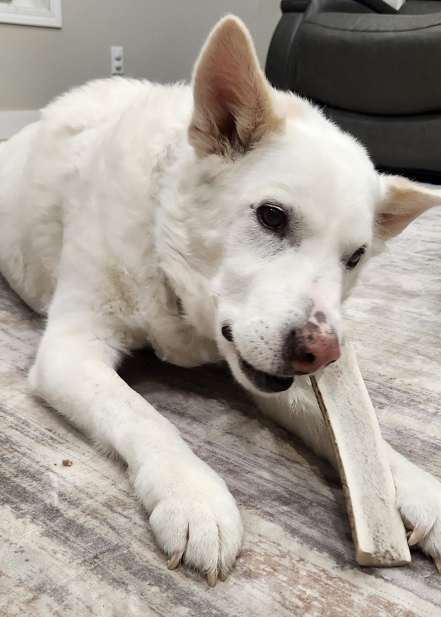 XL SPLIT Elk Antler Chews (Over 85lb)