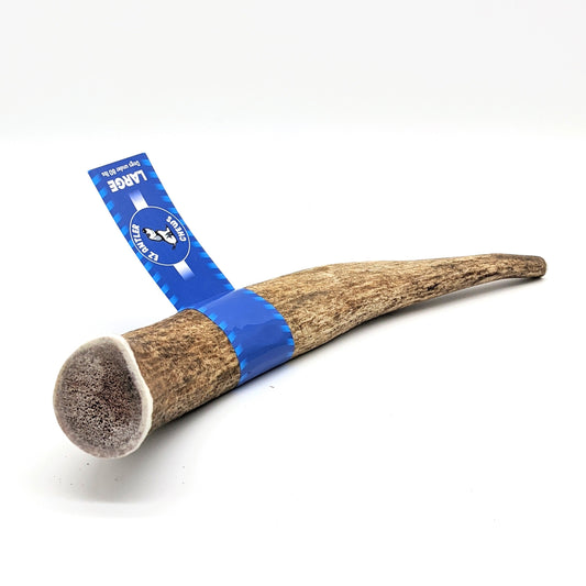 Large WHOLE Elk Antler Chew (Under 80lb)